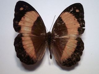 Butterfly/insect/moth Set/spread B5211 Rare Australian Cupha Prosope 4 Cm