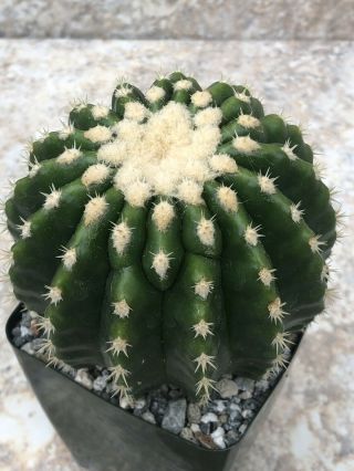 Unique And Rare Cactus Plant Echinocactus Grusonii Cv.  ‘inermis’