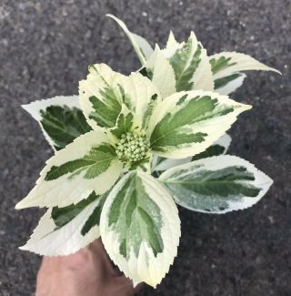 Live Plant - Hydrangea Petiolaris Silver Lining Rare