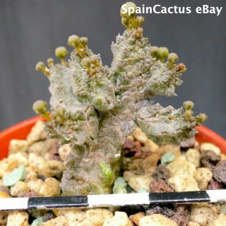 Pseudolithos Mccoyi Big Size On Own Roots Rare Succulent Plant 26/5