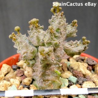 Pseudolithos mccoyi BIG SIZE ON OWN ROOTS rare succulent plant 26/5 2