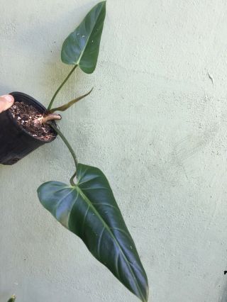 1 Gal Narrow Leaf Species Philodendron Bernardopazii Rare Aroid Collectors