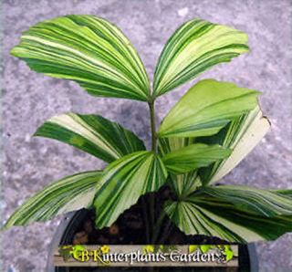 10 Fresh Seed Caryota Mitis Variegated Rare Tropical Plant Easy Growth@@