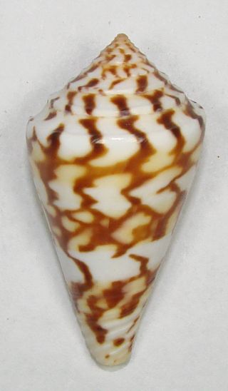 Conus Centurio 45.  79mm Choice Rare Specimen Santa Marta,  Colombia
