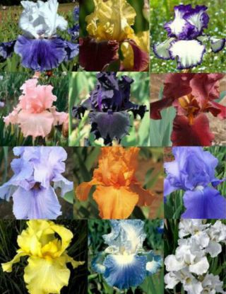 10 Iris Roots Bulbs Home Garden Rare Plants Flower Stunning Bonsai Landscape