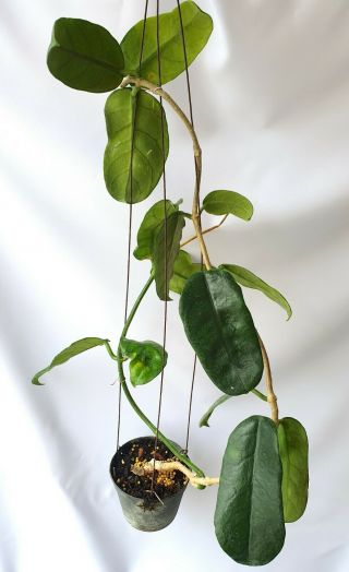 Hoya Spp No7,  1 Pot Rooted Plant 20 - 22 Inches Very Rare