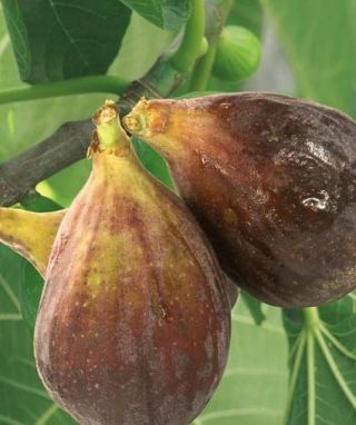 Rare Figs Trees Ficus Carica ´ Lungo Del Portogallo´ Figs 35 Fresh Seeds