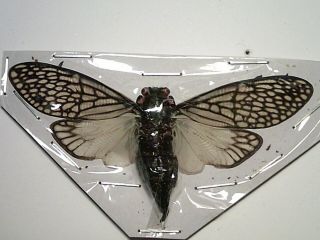 Real Butterfly/insect/moth Set - Spread B5223 Talainga Binghami Cicada 7 Cm Rare