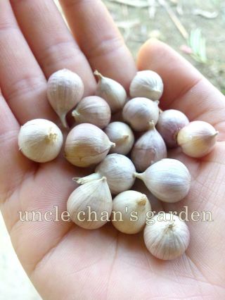 10 Tiny Thai Garlic Rare Single Cloves Cute Bulb Herb Vegetable Heirloom