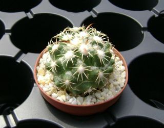Coryphantha Tripugionacantha Own Roots Rare Cactus 08079