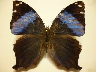 Real Butterfly/insect/moth Set/spread B4461 Rare Blue Prothoe Franck 6 Cm