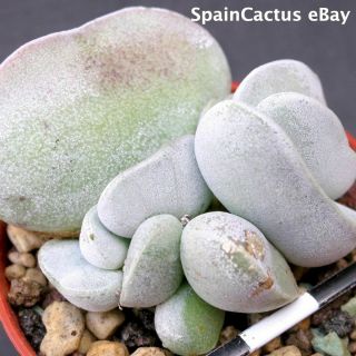 Adromischus Marianiae Hallii Cv.  " White Beattle” Extra Rare Succulent Plant 26/5