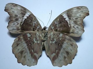 Real Butterfly/insect/moth Set - Spread B4788 Rare Female Cymothoe Hypatha 8 Cm