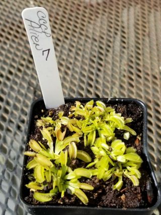 Rare Carnivorous Venus Flytrap Plant " Alien " 7