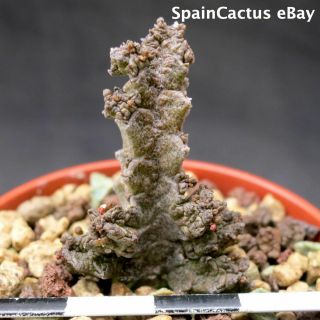 Pseudolithos Mccoyi Big Size On Own Roots Rare Succulent Plant 21/7
