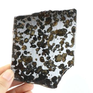 117g Rare Slices Of Kenyan Pallasite Olive Meteorite A3548