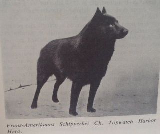 1974 Rare Schipperke Dog Breed Article With B/w Photographs