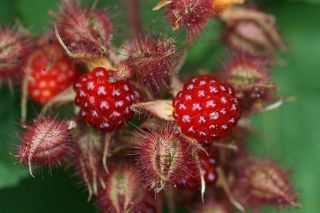 Rare Exotic Edible Hardy Fruit Rubus Phoenicolasius (japanese Wineberry) Seeds