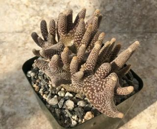 Unique And Rare Cactus Plant Puna Clavaroides