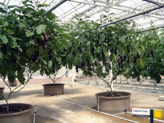 Rare & Unusual Eggplant Tree » Tree (giant) Solanum Melongena 7 Fresh Seeds