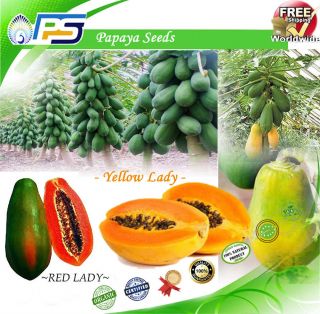 Rare Dwarf Waimanalo Papaya Tropical Fruit Tree Seeds Plant Red & Yellow 50,