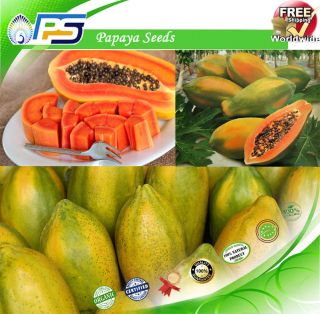Rare Dwarf Waimanalo Papaya tropical fruit tree seeds plant Red & Yellow 50, 2