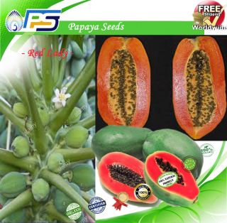 Rare Dwarf Waimanalo Papaya tropical fruit tree seeds plant Red & Yellow 50, 5