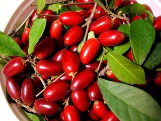20pcs Miracle Fruit Seed Synsepalum Dulcificum Tropical Exotic Berry Rare Garden