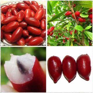 20Pcs Miracle Fruit Seed Synsepalum Dulcificum Tropical Exotic Berry Rare Garden 2