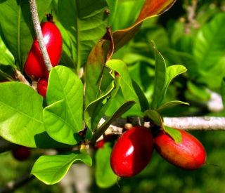 20Pcs Miracle Fruit Seed Synsepalum Dulcificum Tropical Exotic Berry Rare Garden 3