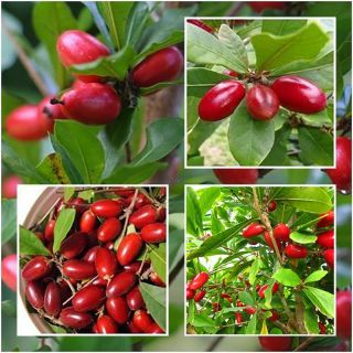 20Pcs Miracle Fruit Seed Synsepalum Dulcificum Tropical Exotic Berry Rare Garden 4