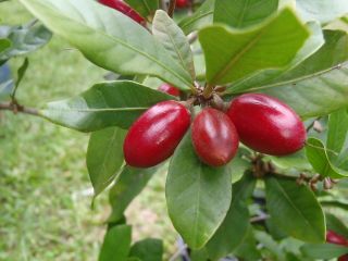 20Pcs Miracle Fruit Seed Synsepalum Dulcificum Tropical Exotic Berry Rare Garden 5