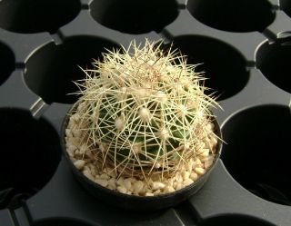 Coryphantha Delaetiana Own Roots Rare Cactus 08082