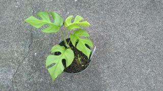 Rhaphidophora Tetrasperma Aka Mini Monstera,  Philodendron Ginny.  Rare.  1 Plant A
