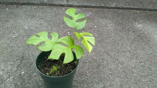 Rhaphidophora Tetrasperma aka Mini monstera,  Philodendron Ginny.  Rare.  1 plant a 2