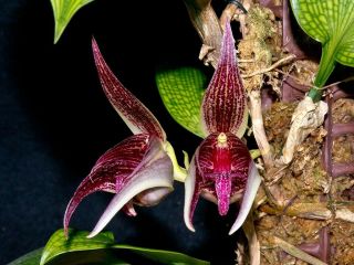 Bulbophyllum Reticulatum Very Rare Orchid Species Gorgeous Foliage