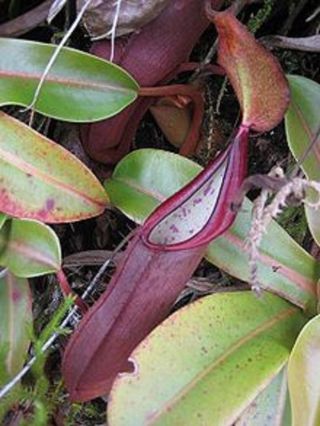 Nepenthes Sanguinea Blood Red Tropical Pitcher Plant Very Rare 5 Seeds