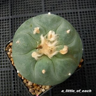 Gymnocalycium Mihanovichii Grown From Seed / Rare Cactus Kakteen