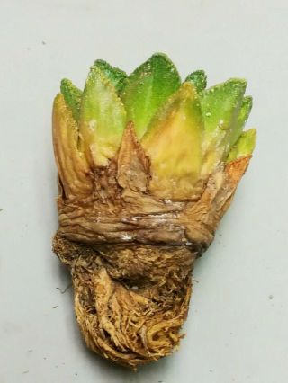 Ariocarpus fissuratus hintonii,  RARE,  Cacti Kaktee 선인장 仙人掌 ตะบองเพชร какт 3