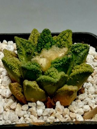 Ariocarpus fissuratus hintonii,  RARE,  Cacti Kaktee 선인장 仙人掌 ตะบองเพชร какт 4