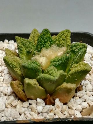 Ariocarpus fissuratus hintonii,  RARE,  Cacti Kaktee 선인장 仙人掌 ตะบองเพชร какт 5