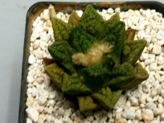 Ariocarpus fissuratus hintonii,  RARE,  Cacti Kaktee 선인장 仙人掌 ตะบองเพชร какт 7