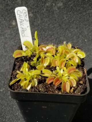 Rare Carnivorous Venus Flytrap Plant " Ch All Red "