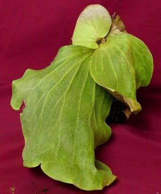 Platycerium Elephantotis Staghorn Fern Plant Rare