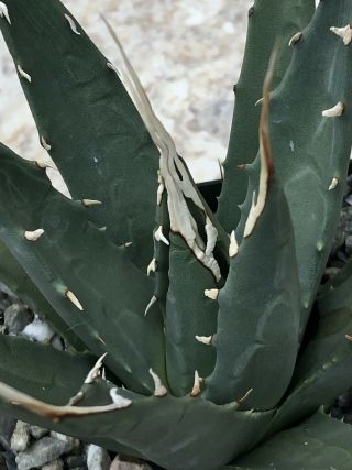 Unique And Rare Succulent Plant Agave Utahensis Eborospina