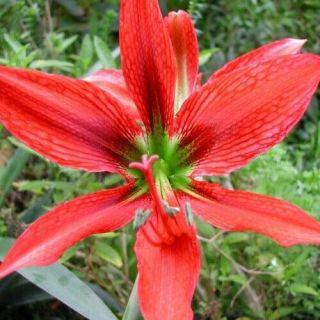 Rare Hippeastrum Aulicum Robustum - Stunning " Lily Of The Palace " - Bulb