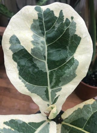 Xtremely Rare Variegated Ficus Lyrata