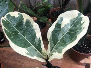 XTREMELY RARE VARIEGATED FICUS LYRATA 2