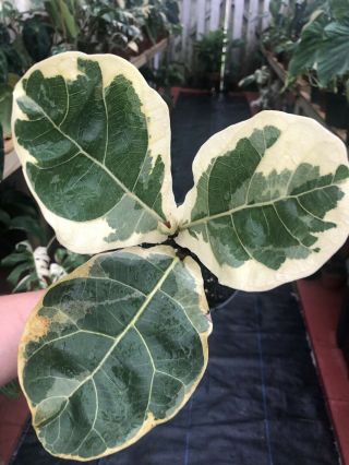 XTREMELY RARE VARIEGATED FICUS LYRATA 3