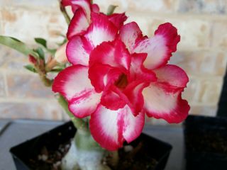 Adenium Desert Rose Grow From Seed Bonsai Very Rare 10